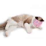 Cats muzzles - Mojo
