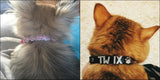 Puppy Dog Collars Personalized - Mojo